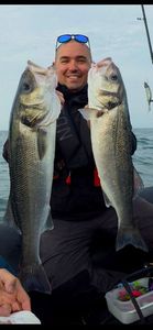 European Bass (Seabass)
