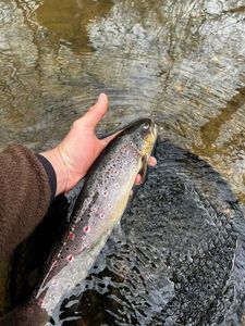 Brown Trout