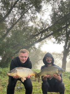Common Carp