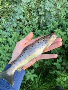 Brown Trout
