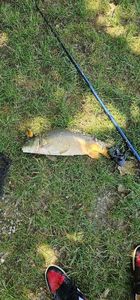 Leather Carp