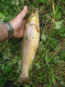 Brown Trout