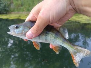 European Perch
