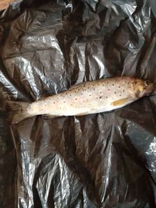 Brown Trout