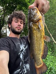Black Bullhead