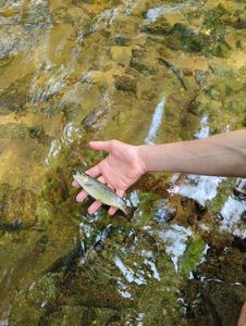 Brown Trout