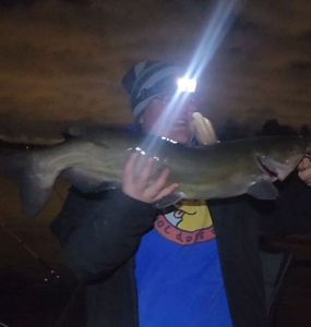Channel Catfish