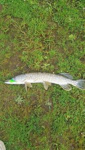 Northern Pike