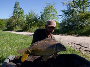 Mirror Carp