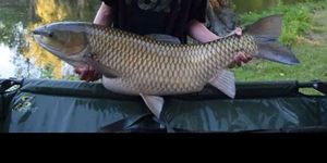 Common Carp