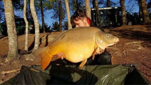 Mirror Carp