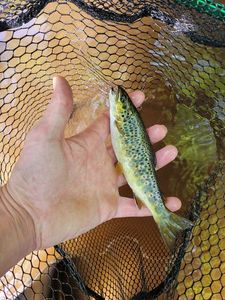 Brown Trout