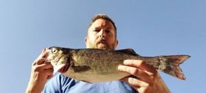 European Bass (Seabass)