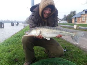 Zander