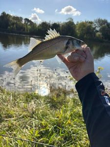 European Bass (Seabass)