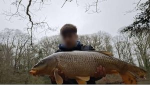 Common Carp