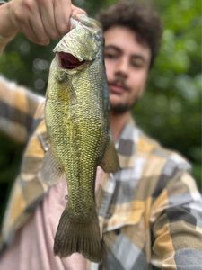Largemouth Bass