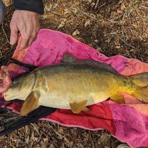 Common Carp