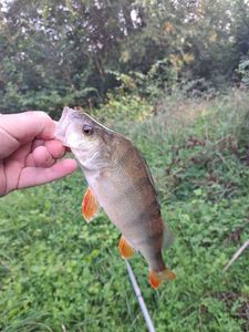 European Perch