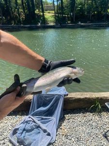 Rainbow Trout