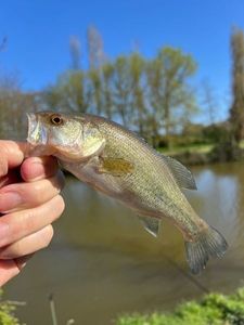 Largemouth Bass
