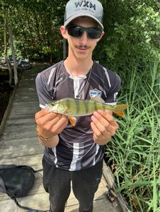 Yellow Perch
