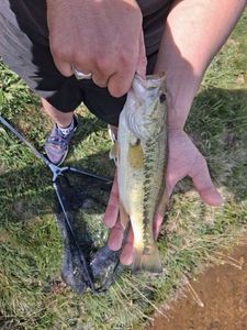 Largemouth Bass