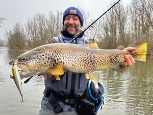 Brown Trout