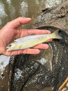 Brown Trout