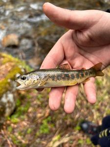 Brown Trout