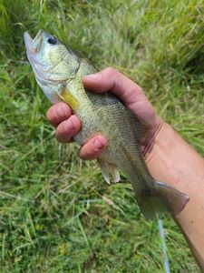 Largemouth Bass