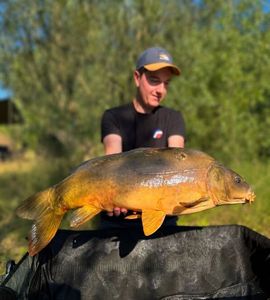 Mirror Carp