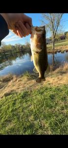 Largemouth Bass