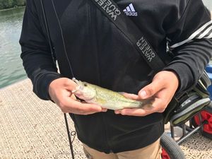 Largemouth Bass