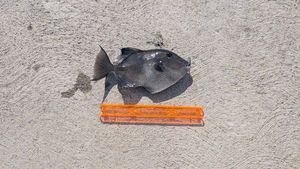 Triggerfish