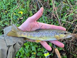 Brown Trout