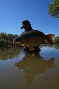 Mirror Carp