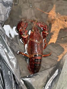 Noble Crayfish