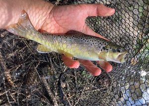 Brown Trout