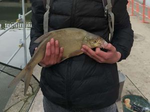 Common Bream