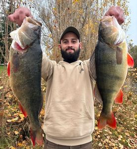 European Perch