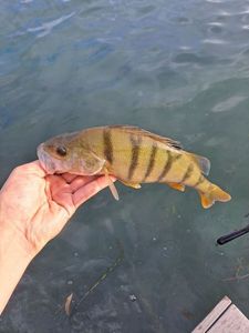 European Perch