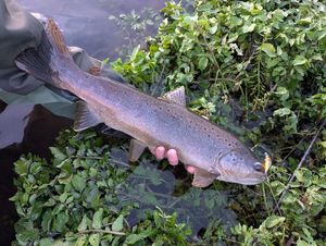 Brown Trout