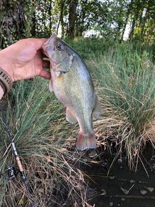Largemouth Bass