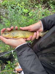 Brown Trout