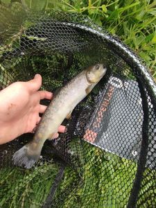 Rainbow Trout