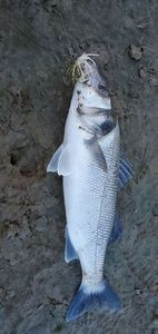 European Bass (Seabass)