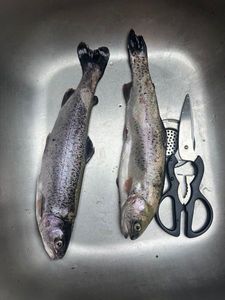 Rainbow Trout