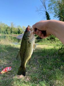 Largemouth Bass