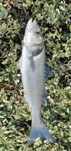 European Bass (Seabass)